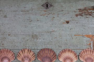 shells on old wooden top / overhead of a set of shells willing on vintage wooden top