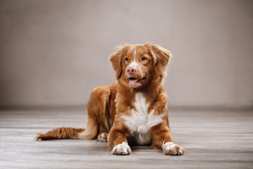 Dog Nova Scotia Duck Tolling Retriever, portrait dog on a studio color background
