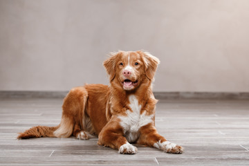 Dog Nova Scotia Duck Tolling Retriever, portrait dog on a studio color background