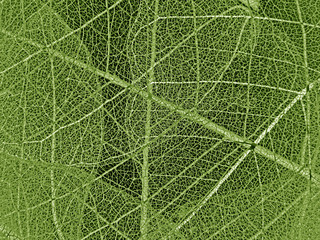  leaf texture - detail
