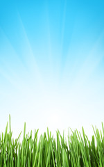 Fototapeta na wymiar Sunny spring background with grass and sky
