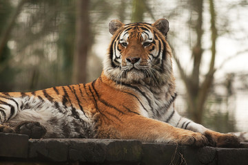 alert resting Indian tiger