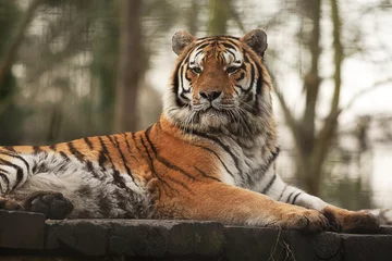 Papier Peint photo Lavable Tigre alerte tigre indien au repos