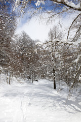 Fototapeta na wymiar beech trees in a snowy day in the mountain
