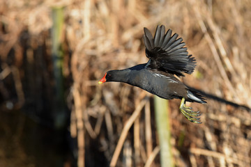 Moorhen, gallinula chloropus