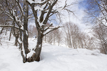 Beech tree covered of snow in the mountain