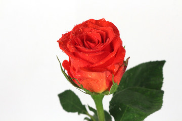 red rose
