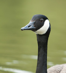 Canada Goose portrait