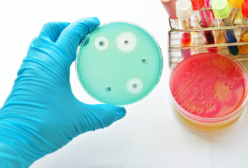Antimicrobial susceptibility testing in petri dish
