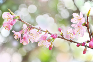 Beautiful of Wild Himalayan Cherry flowers background, nature concept and selective focus