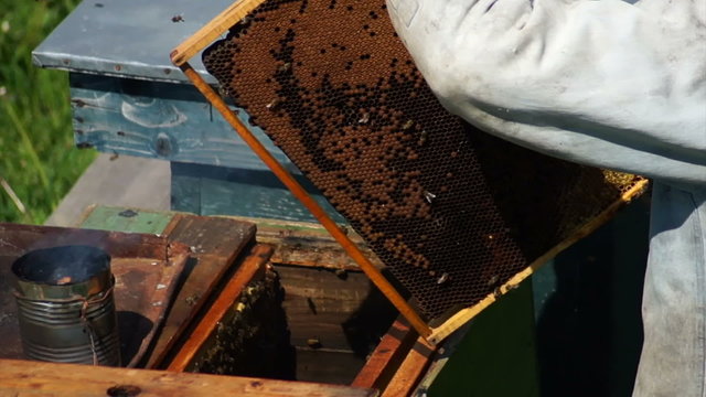 Beekeeper At Work
