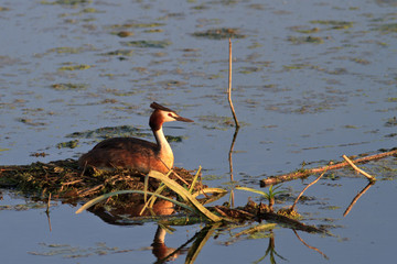 great crested grebe