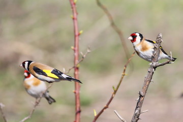 European Goldfinch on branch  (Carduelis carduelis)