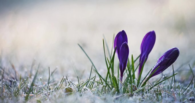 Crocus Flowers with Hoar Frost, 4K, Time Lapse