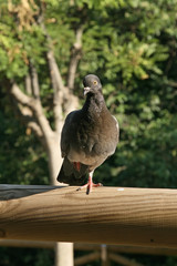 Beautiful pigeon close up. City birds. Pigeons of the Church. The bird view.