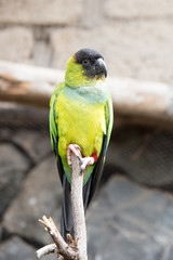 Green parrot.