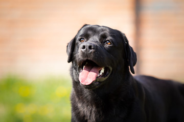 Happy black labrador retriever dog portrait