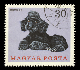 Stamp printed in Hungary showing dog, circa 1975