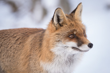 fox and snow - face