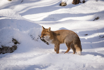 fox and snow - isolated