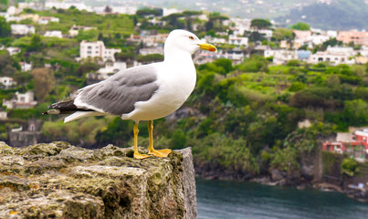 A Seagull on a rock in Ischia - Italy