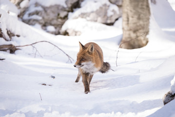 fox and snow - steps