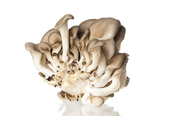 Oyster mushrooms on white background