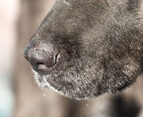 the nose of the dog on the nature