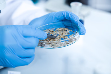 Laboratory assistant in the laboratory of of food quality.Cell culture assay to test genetically...