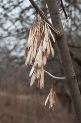 Shia bunches of ash on the branches