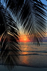 Tropical sunset over palm tree