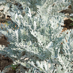 Silberblatt, Senecio bicolor
