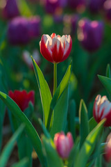 Beautiful tulips field in garden