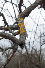 Lichen yellow moss on the Apple tree