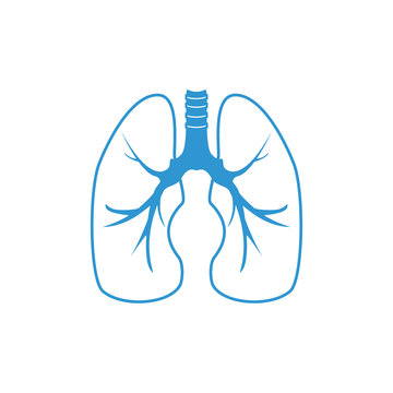 Human lungs vector