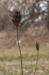 Dry stalk in a field of dry weed