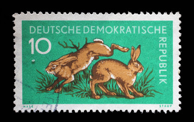Stamp printed in GDR shows Hares, Lepus Timidus, Animal, circa 1959