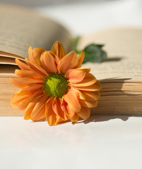 Kwiat na otwartej starej książce. - 105719618