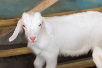 Fototapeta premium white baby goat