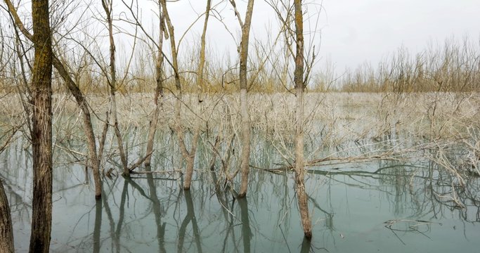 Panoramica di uno stagno invernale con alberi abbattuti e linea di demarcazione del livello dell'acqua