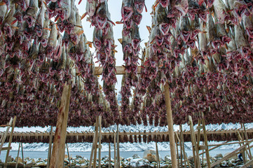 Producing stockfish from cod