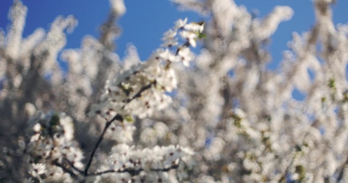 rami di ciliegio carichi di fiori candidi con cambio di messa a fuoco
