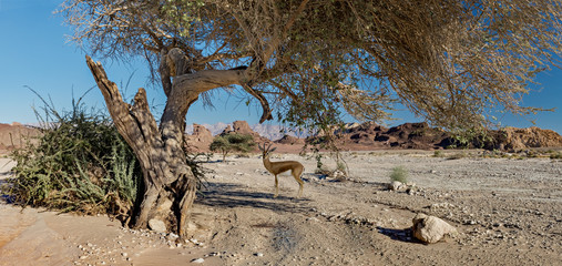 National Timna Park, located 25 km north of Eilat, combines beautiful scenery with antiquities, ancient history, unique geology and variety of sport and family activities