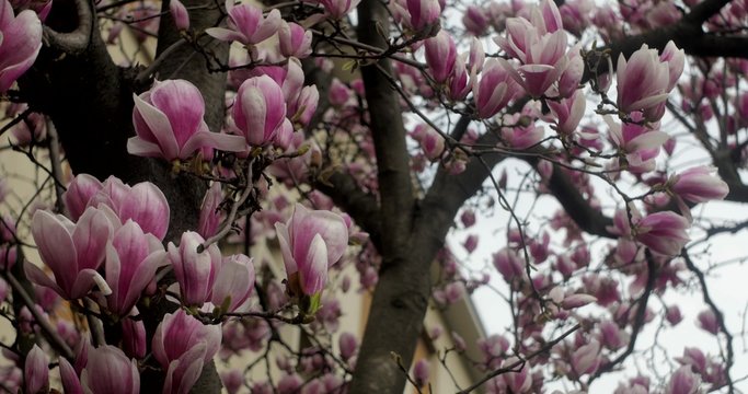 rami di magnolia con boccioli di magnoli