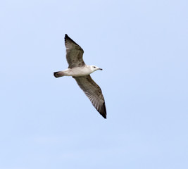 seagull in flight in the sky