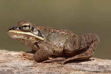 Wood Frog (Rana sylvatica)