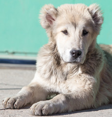 Portrait of a dog on the nature