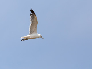 seagull in flight in the sky