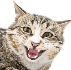 Frightened kitten lying in front. Isolated on white background. looking away