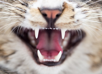 Naklejka premium teeth evil cat as the backdrop. macro